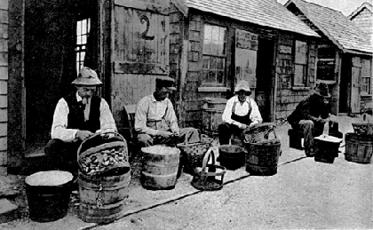 Clam shuckers at work in front of Shucking Shed Two at Babbington Clam, about 1925. Herb (out of                               sight in shed at extreme right) is at work constructing the new culling table.