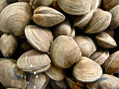 Clams